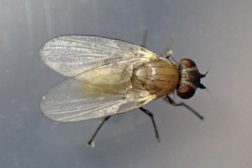 Réf. 341 384 : Cerodontha iridis